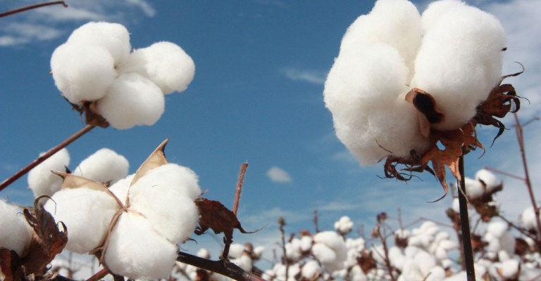 Produção e venda de algodão serão recordes em 2019