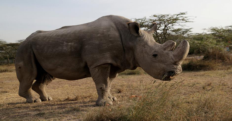 Laboratório tenta ressuscitar rinoceronte extinto