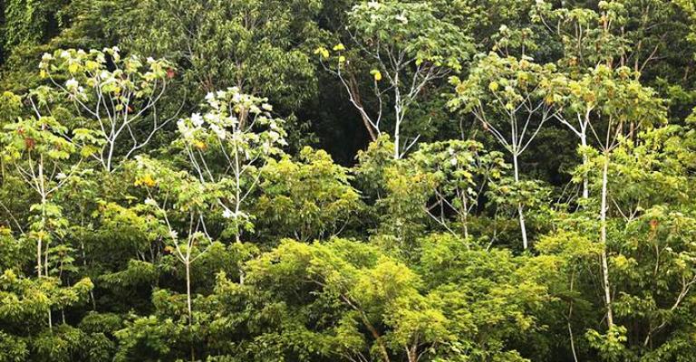 Governo libera reserva na Amazônia para exploração