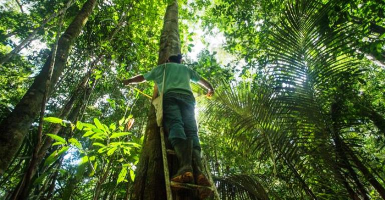 Qual efeito de mais CO2 na atmosfera para Amazônia?