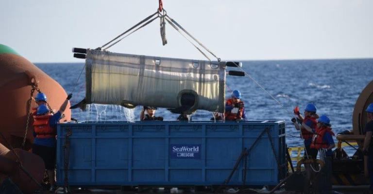 Baleia reabilitada é devolvida com sucesso ao oceano