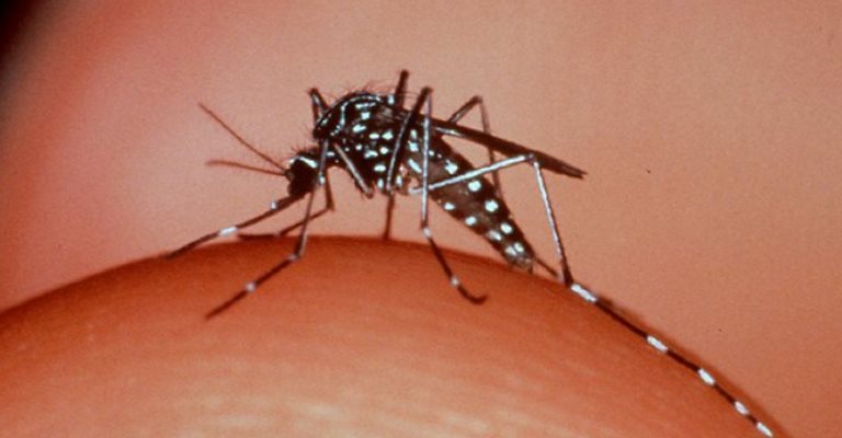 Vírus zika pode provocar infertilidade em homens