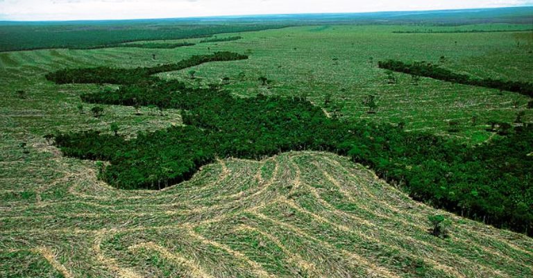 Brasil perdeu 7,6% de suas florestas em 18 anos, diz IBGE