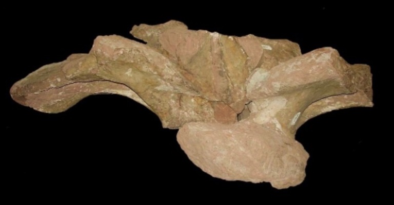 Cientistas descobrem fóssil do maior dinossauro do país