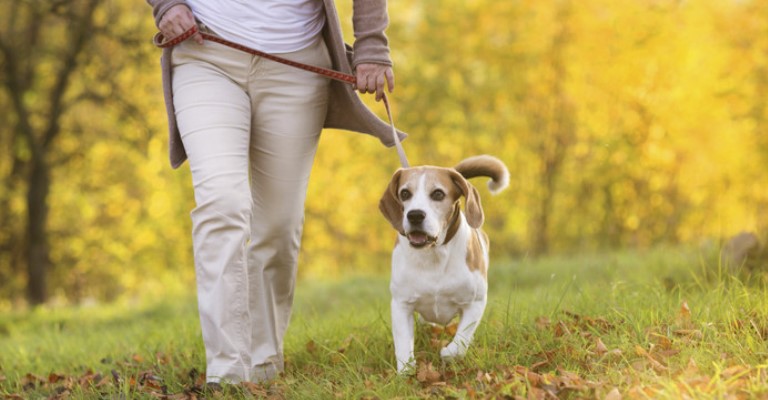 Pets fazem bem para a saúde dos idosos