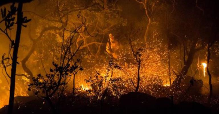 Número de incêndios florestais é o menor em 20 anos