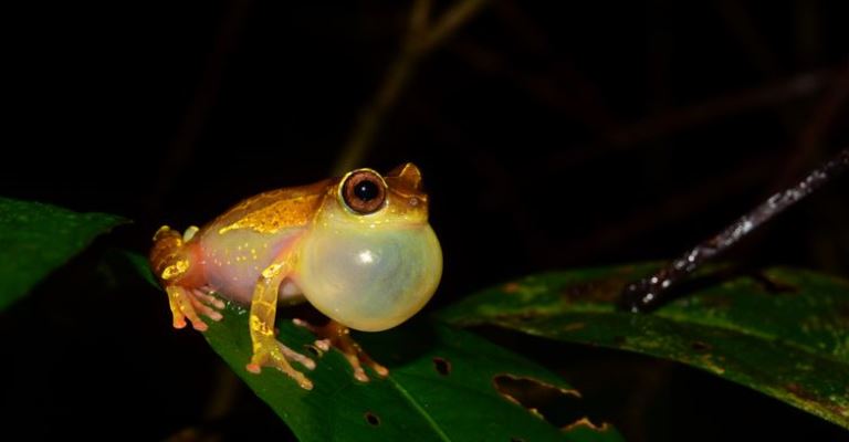 Expedições à Amazônia identificam 12 novas espécies