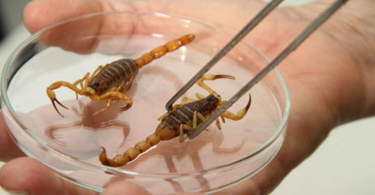 Picadas de escorpião são mais comuns no verão