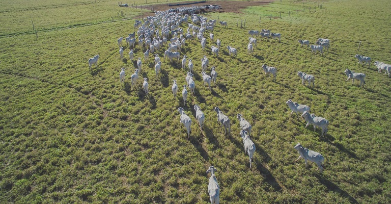 Embrapa vai usar drones  para detecção e contagem de gado