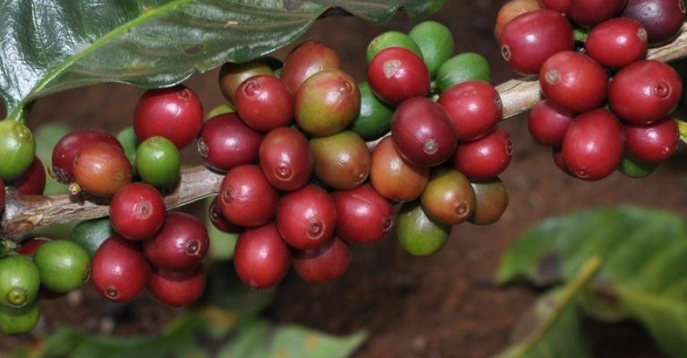Safra de café terá redução de 17,4% em 2019