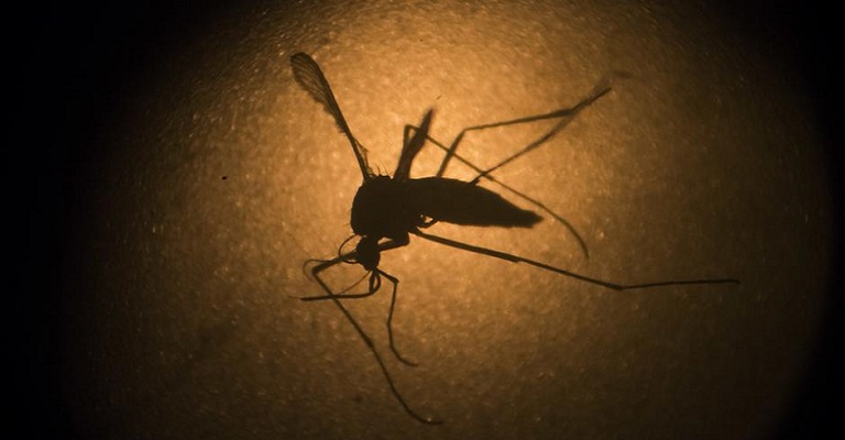 Governo lança campanha de combate ao mosquito da dengue