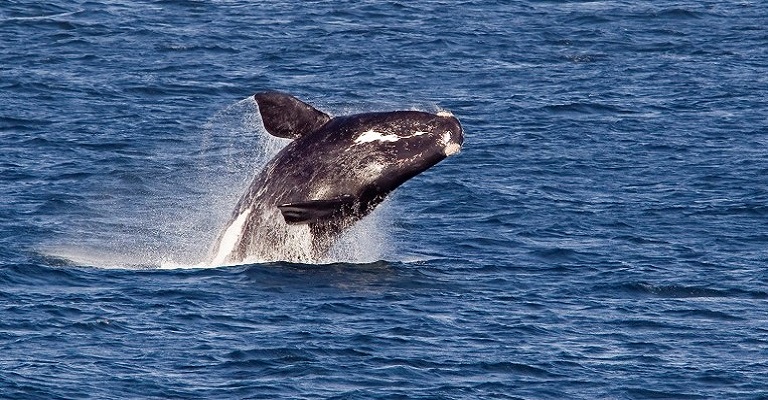 Temporada de baleias começa no Uruguai