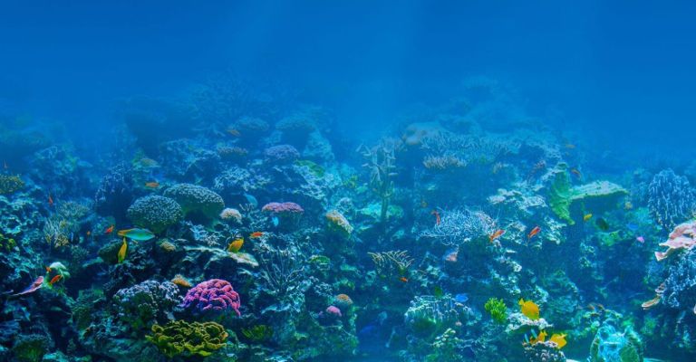 Oceanos são o verdadeiro pulmão do mundo, diz pesquisador