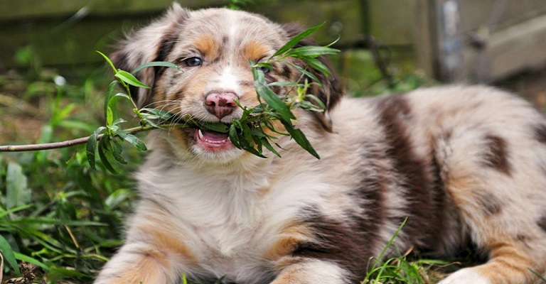 Conheça as plantas venenosas para seu cãozinho