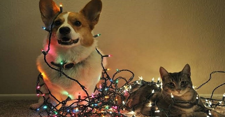 Decoração de Natal pode ser um perigo para os pets