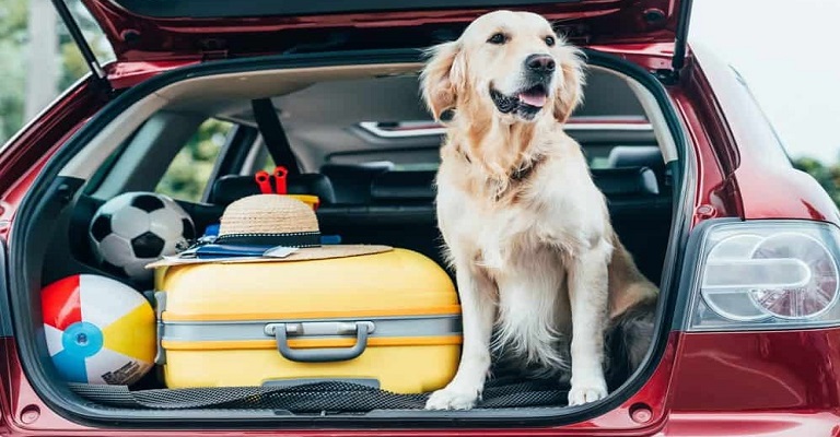 Férias: como viajar com meu cachorro?
