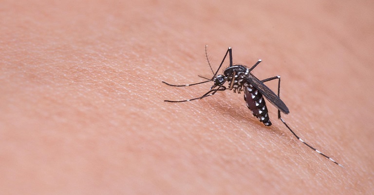 Crise climática favorece o desenvolvimento de mosquito da dengue