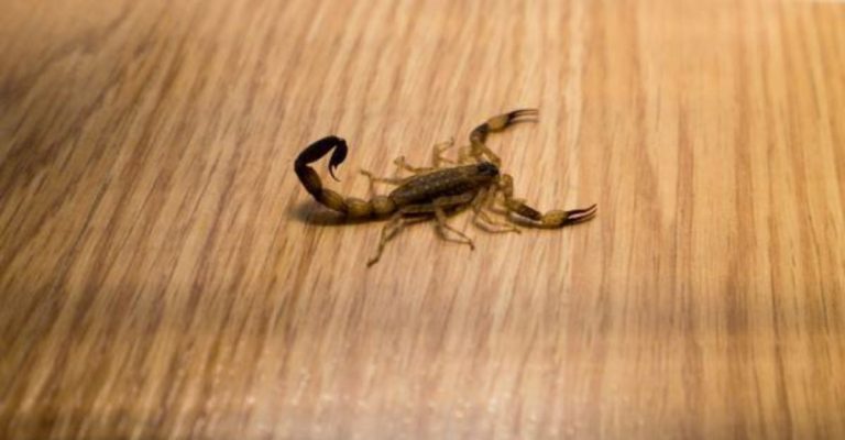 Calor do verão aumenta a incidência de escorpiões