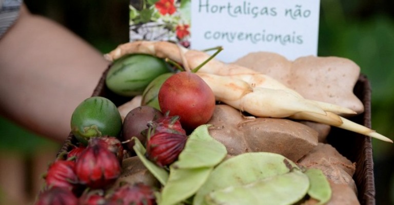 Projeto estimula cultivo de hortaliças não convencionais