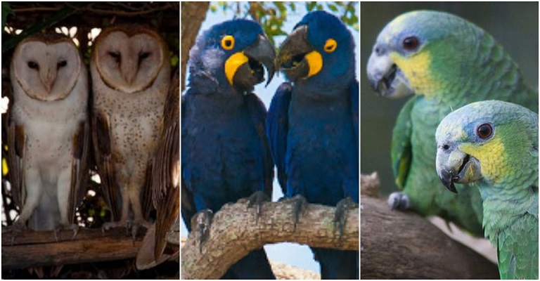 Conheça as aves “românticas” do Brasil