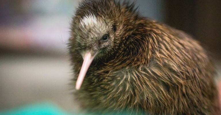 Nova Zelândia observa reaparecimento de pássaros durante pandemia