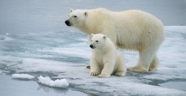 Urso-polar pode ser extinto até 2100, diz estudo