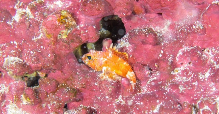 Expedição científica descobre quatro novas espécies de peixe em Noronha