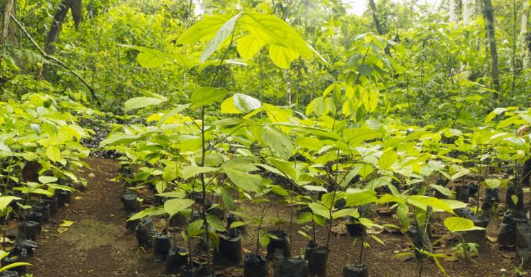 ONG planta 265 milhões de árvores no Brasil