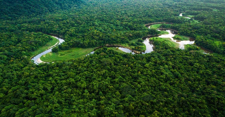Líderes mundiais prometeram conter o desflorestamento até 2030