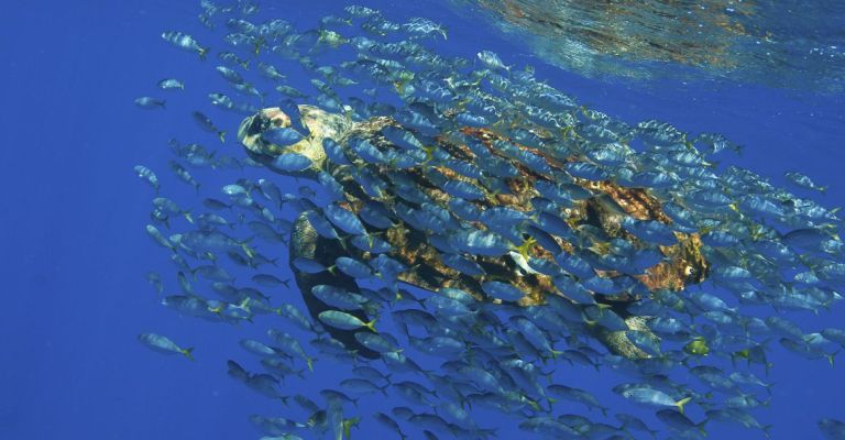 Academia Brasileira de Ciências lança documento em defesa de oceanos