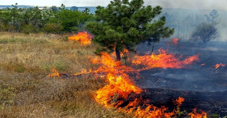 Para evitar queimadas, é preciso investir em  conscientização ambiental