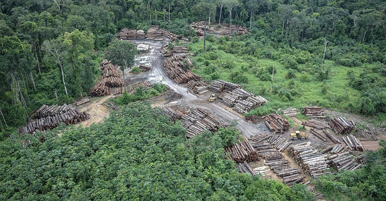 Degradação ambiental: recuperação de florestas, economia, saúde e vida