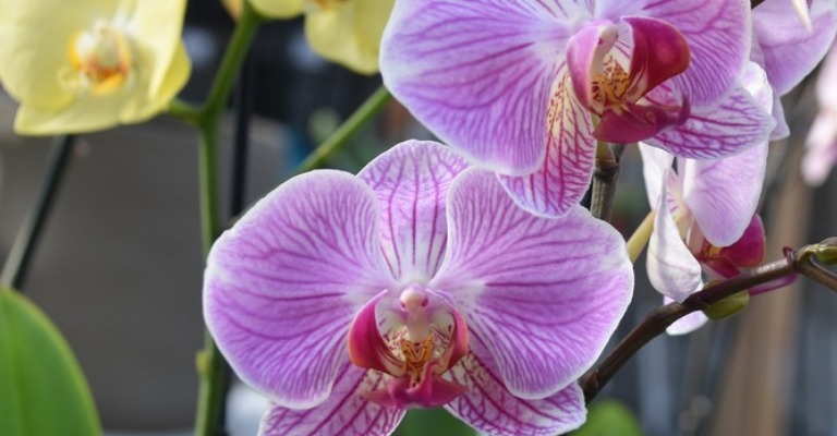 Conheça algumas dicas para o cultivo de orquídeas