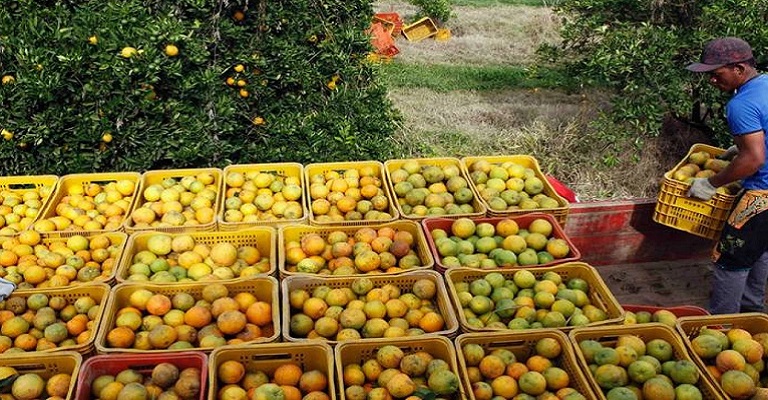 Frutas cítricas em alta, mas exportação pode melhorar