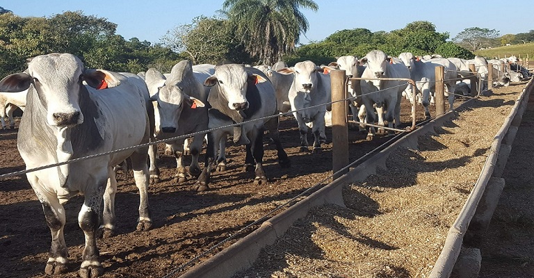 Terminação dos bovinos em confinamento pode aumentar a produção das fazendas de forma rentável