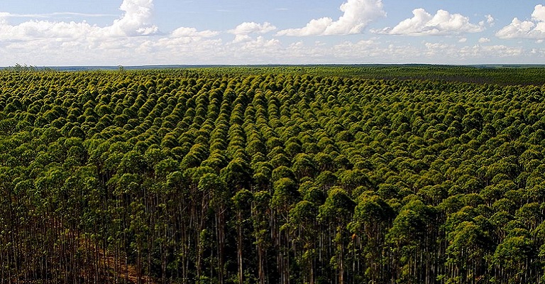 Florestas plantadas melhoram a qualidade de vida no planeta