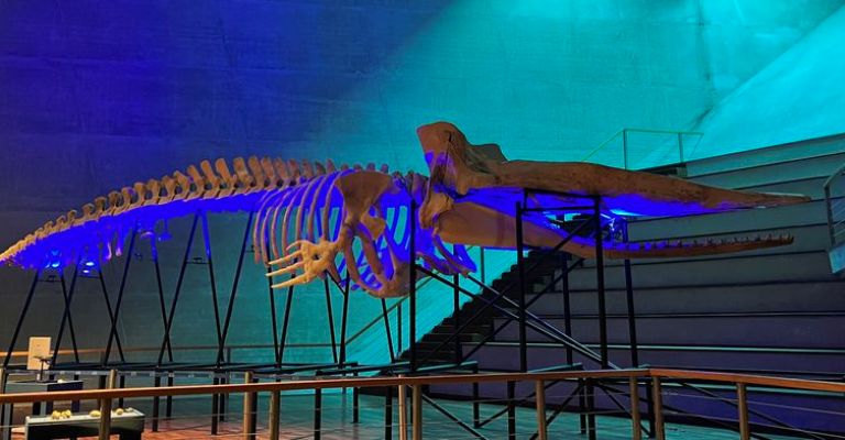 Museu Nacional completa 204 anos com exposição de baleia-cachalote