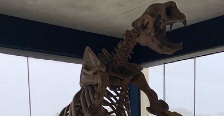 Museu Oceanográfico Univali recebe exposição Gigantes do Passado